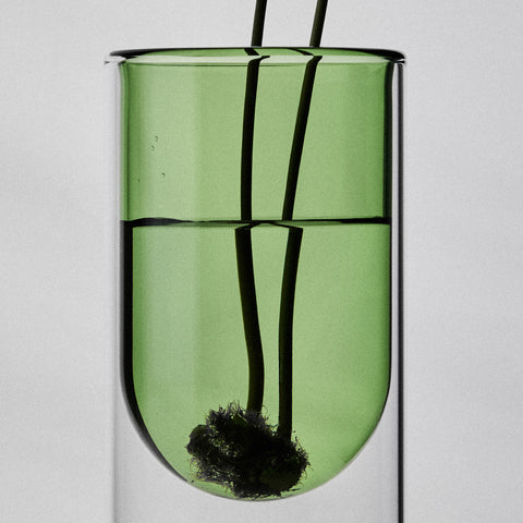 Single Propagation Vase Small