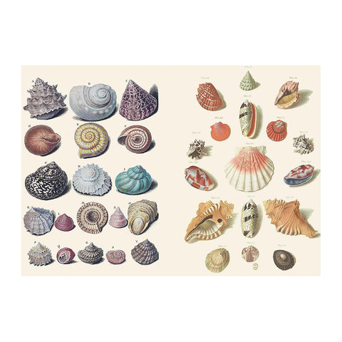 The Curious Collections Sticker Book