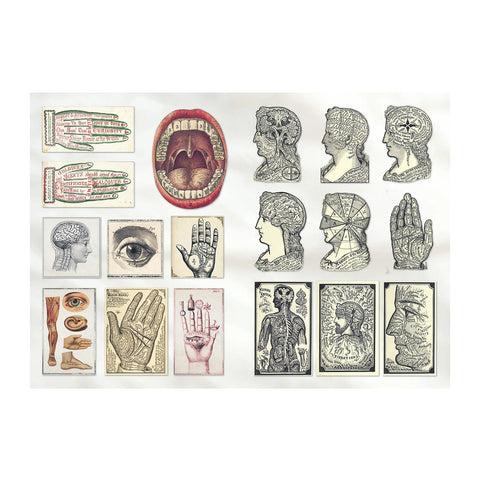 The Curious Collections Sticker Book